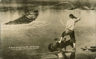Illustration for article titled Tall Tale Fishing Postcards, The Ultimate Humblebrag Of The Early 1900s
